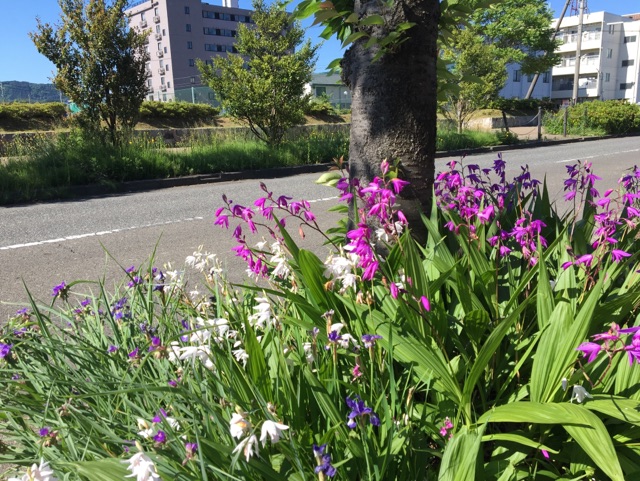 しらん | 【公式】出雲記念館