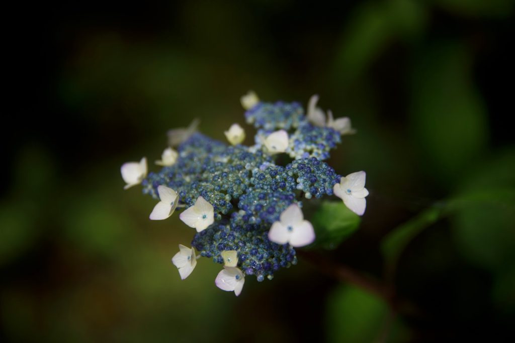 紫陽花の蕾 公式 出雲記念館